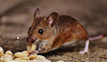 24 Hour & Emergency Exterminators in Gunn City, MO